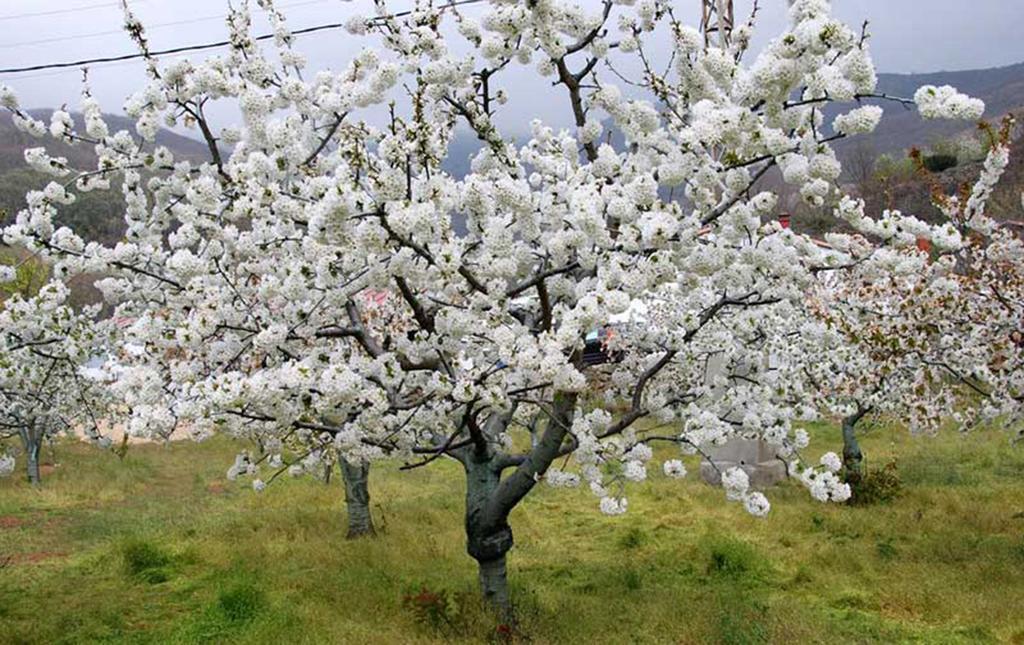 Apartamentos Valle Del Jerte El Huerto Del Cura Cabezuela Del Valle Zewnętrze zdjęcie